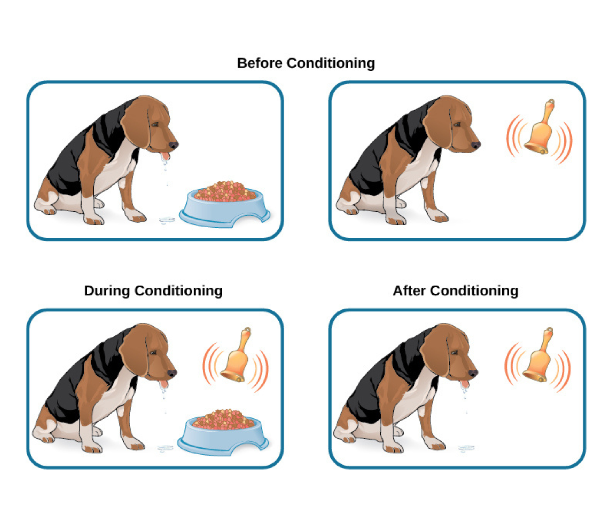 Pavlov: Before, during and after conditioning