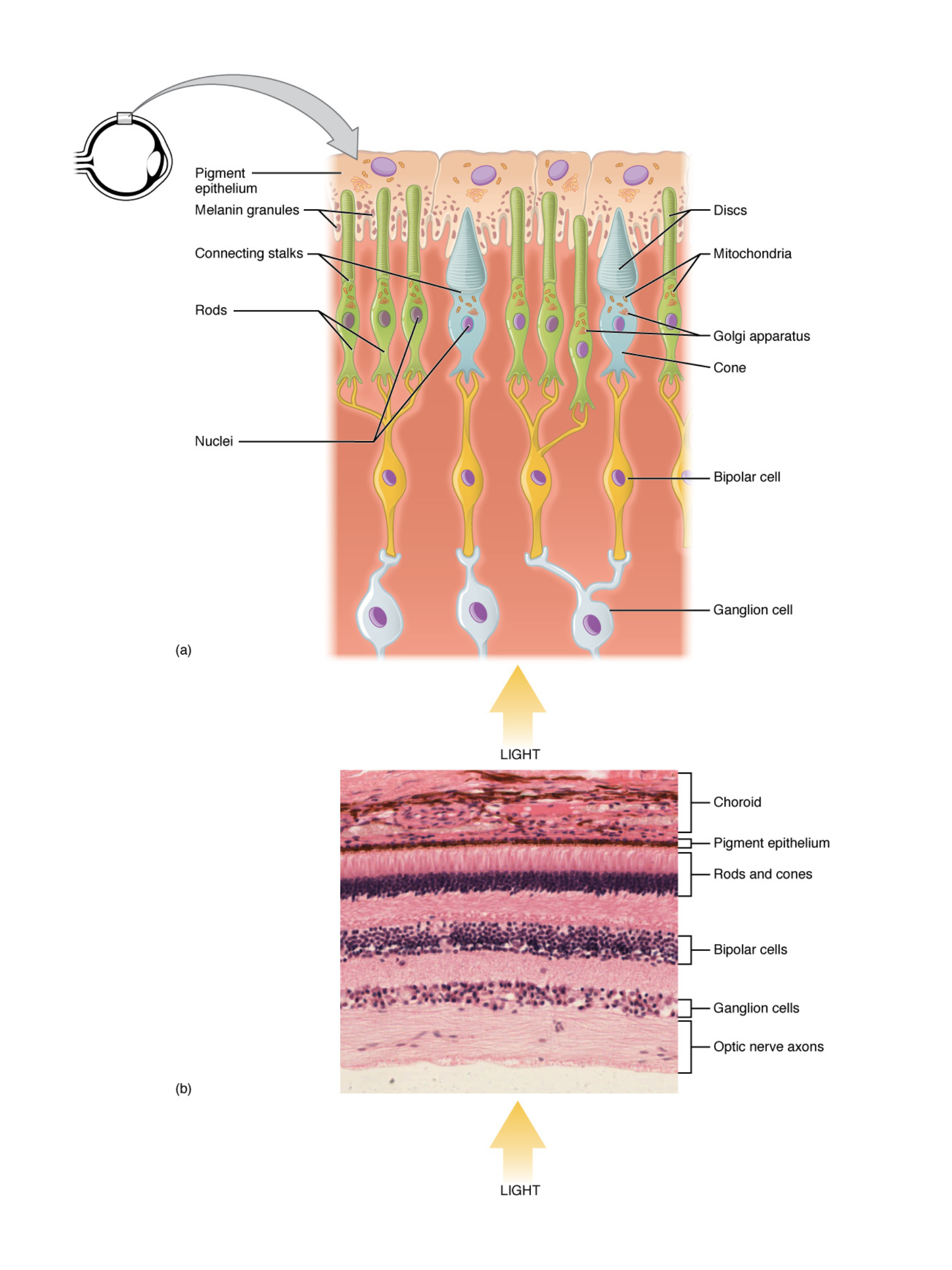 Photoreceptor structure