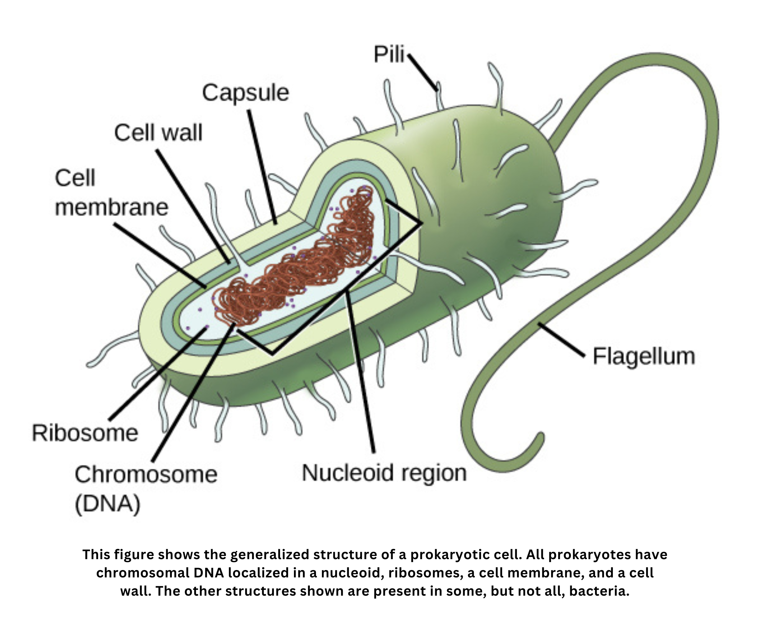 Prokaryotic cell structure showing DNA in nucleoid, ribosomes, membrane, and capsule
