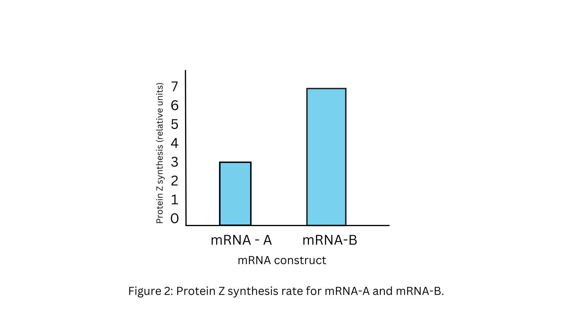 Protein Z synthesis rate for mRNA-A and mRNA-B