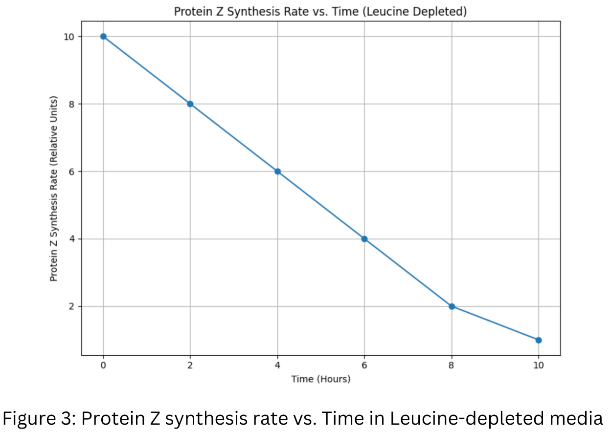 Protein Z synthesis rate versus time in leucine-depleted media