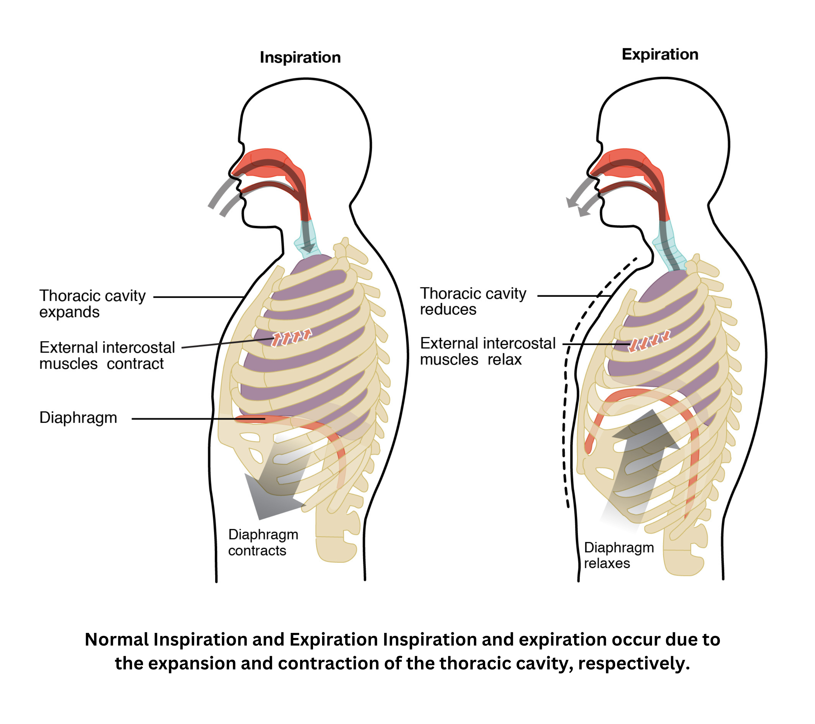 Pulmonary ventilation showing inspiration and expiration with thoracic cavity movement