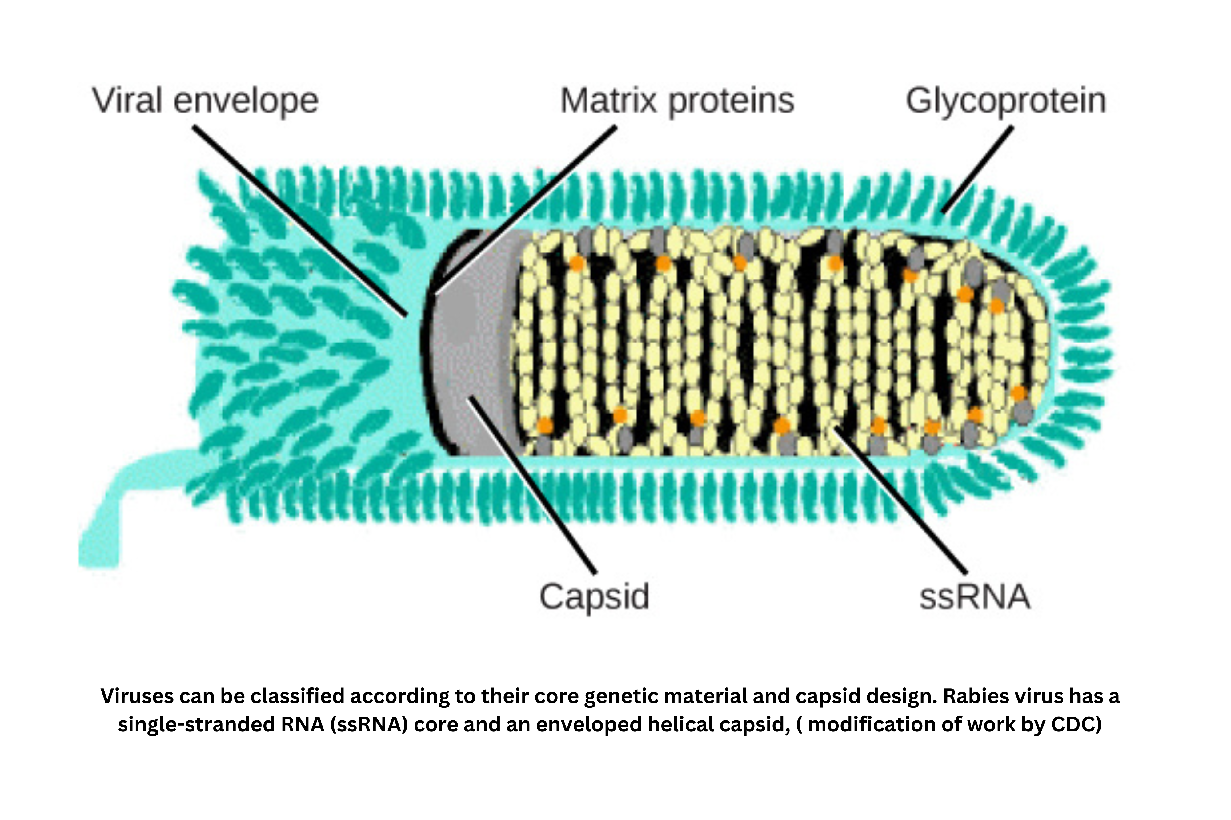 Rabies virus structure with ssRNA core, envelope, and helical capsid