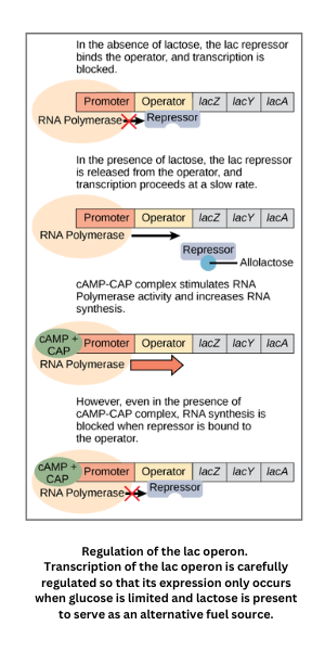 Regulation of the lac operon in E. coli