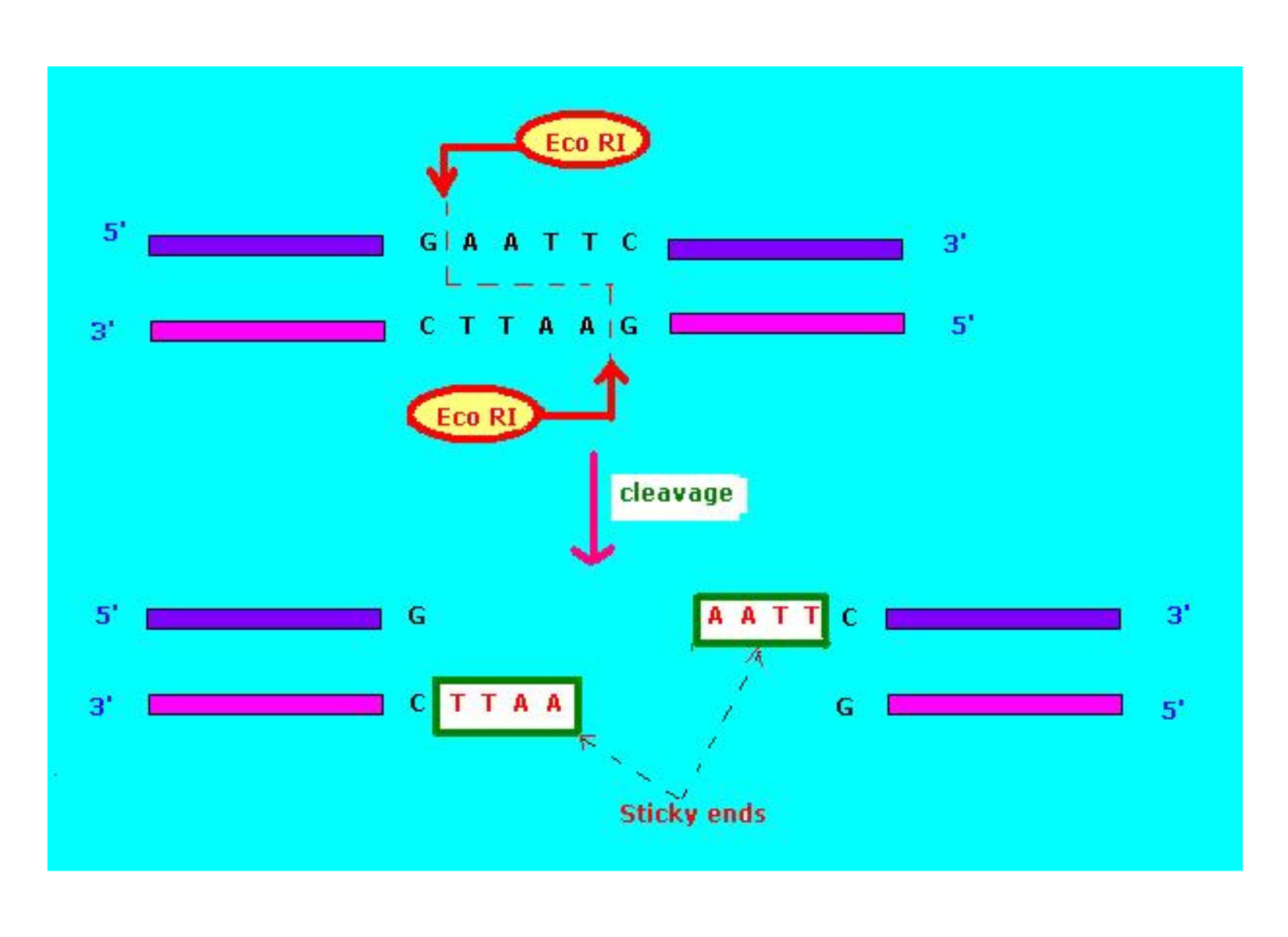 Restriction enzyme Eco RI cutting DNA