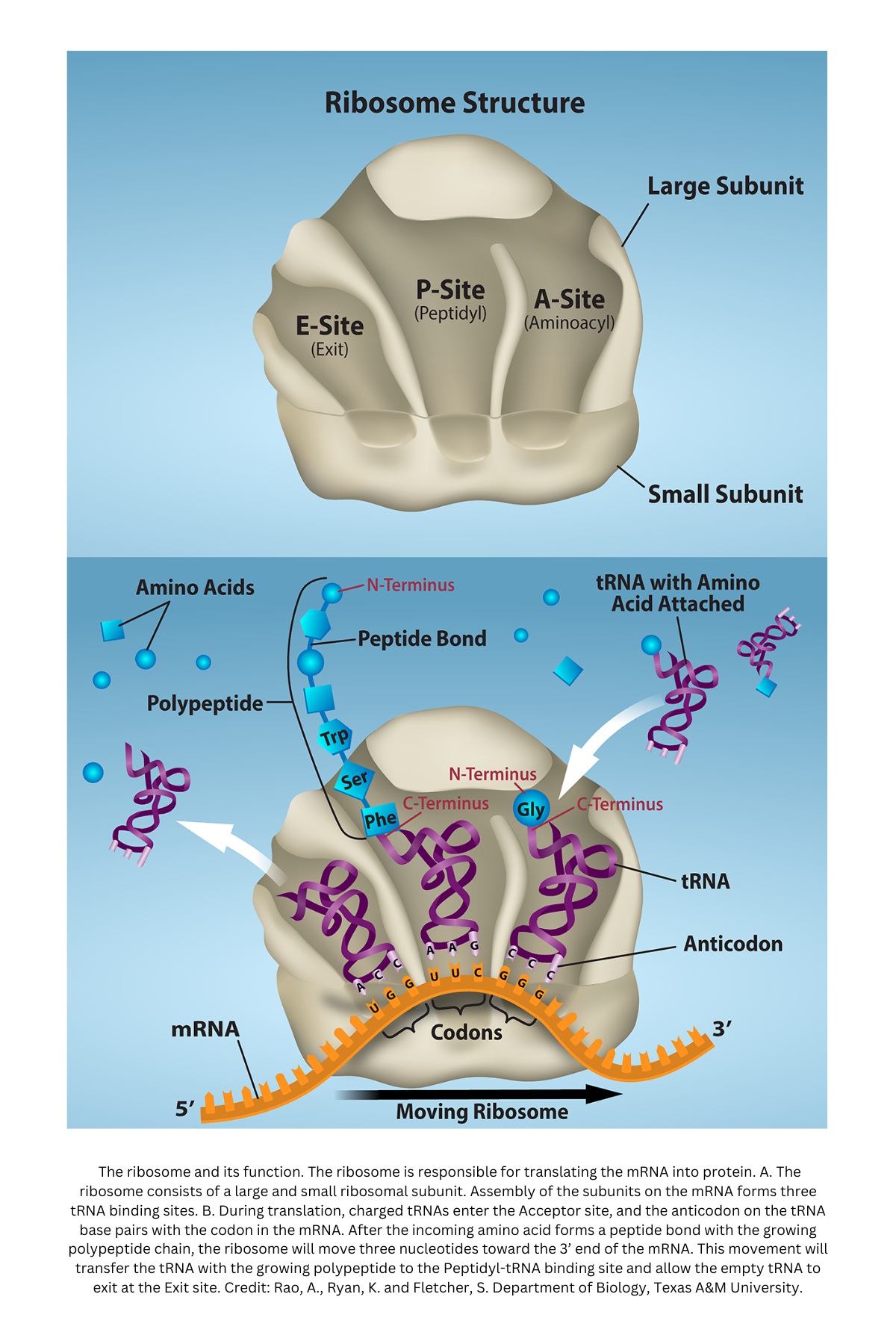 Ribosome structure and function during translation