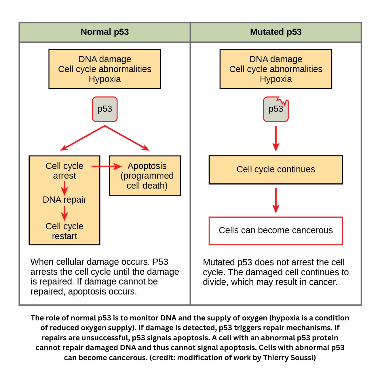 Role of p53 in cell cycle regulation and apoptosis