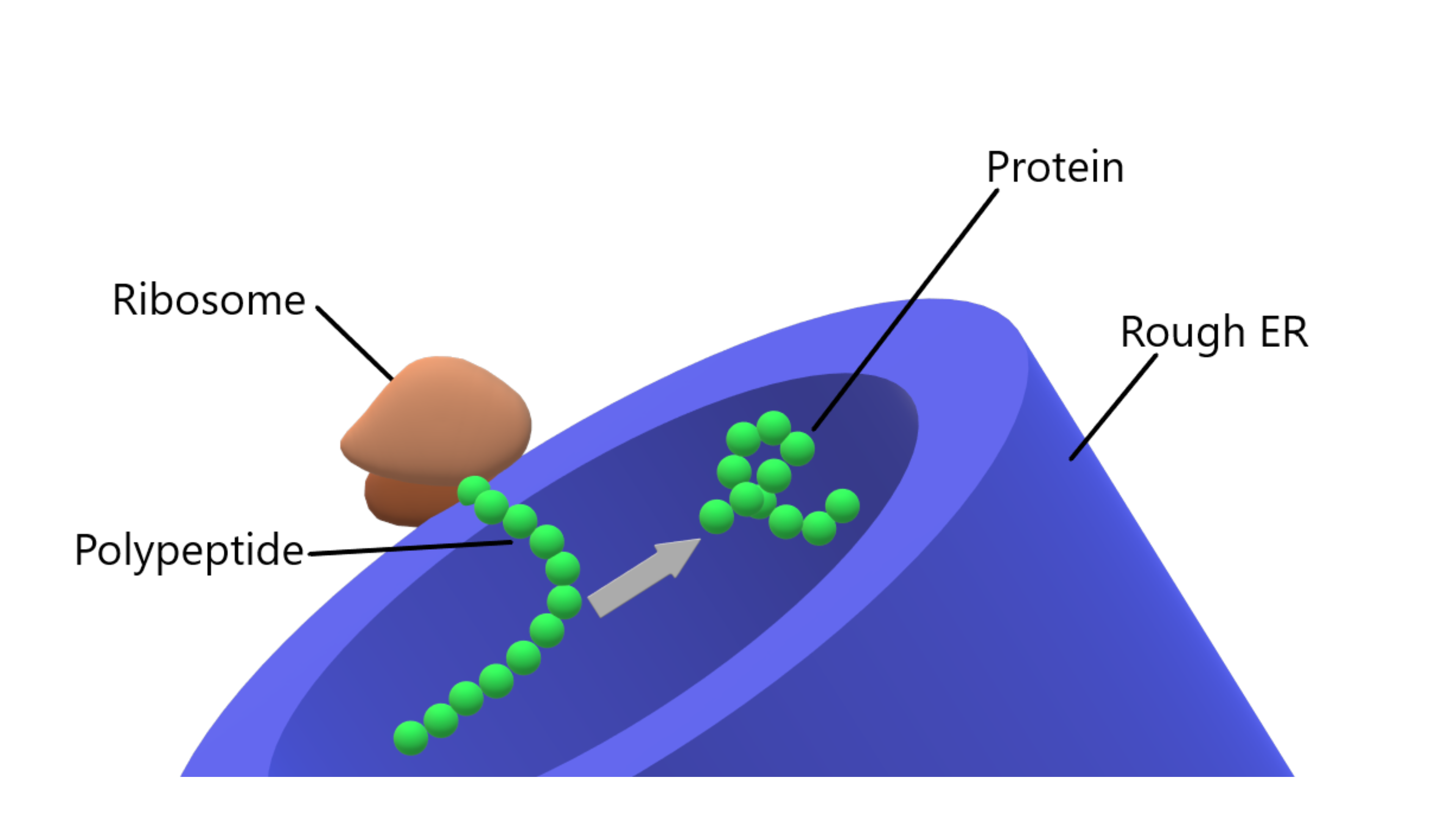Rough ER close-up showing ribosome synthesizing and folding a polypeptide in the lumen