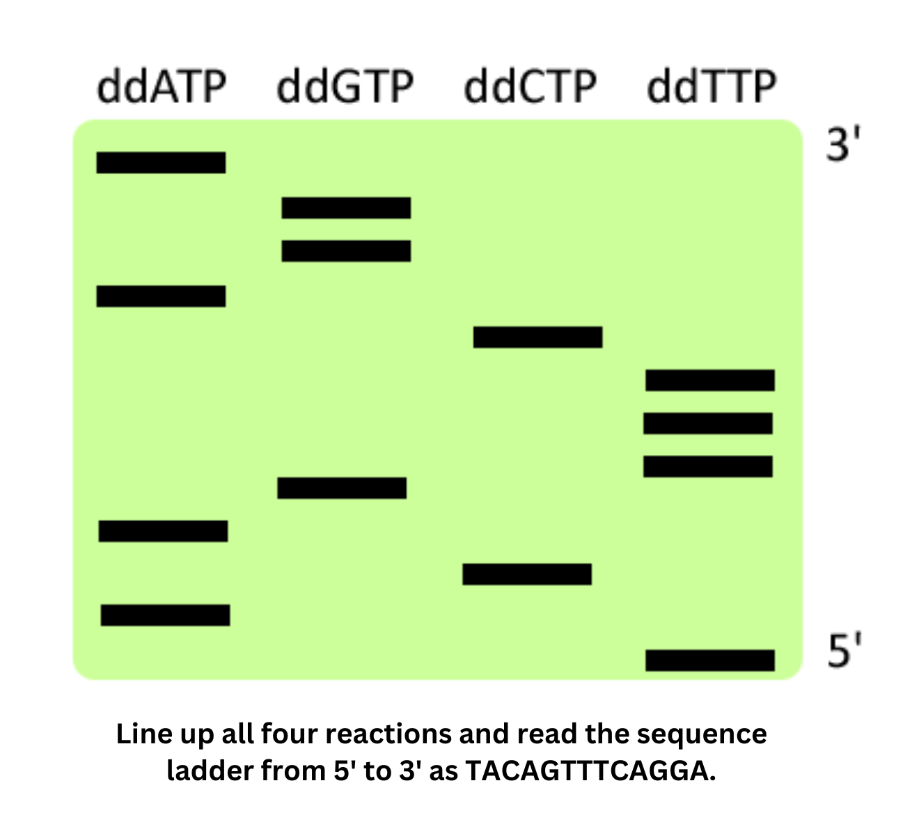 Sanger sequencing diagram showing chain termination method