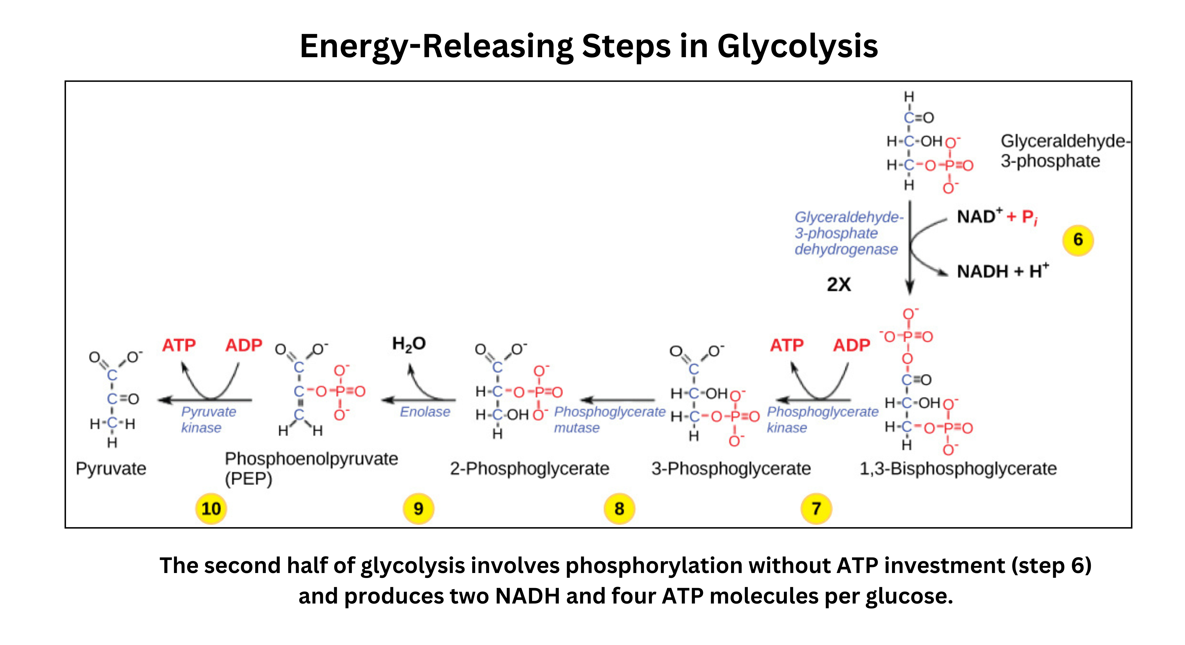 Second half of glycolysis showing energy-releasing steps producing NADH and ATP molecules