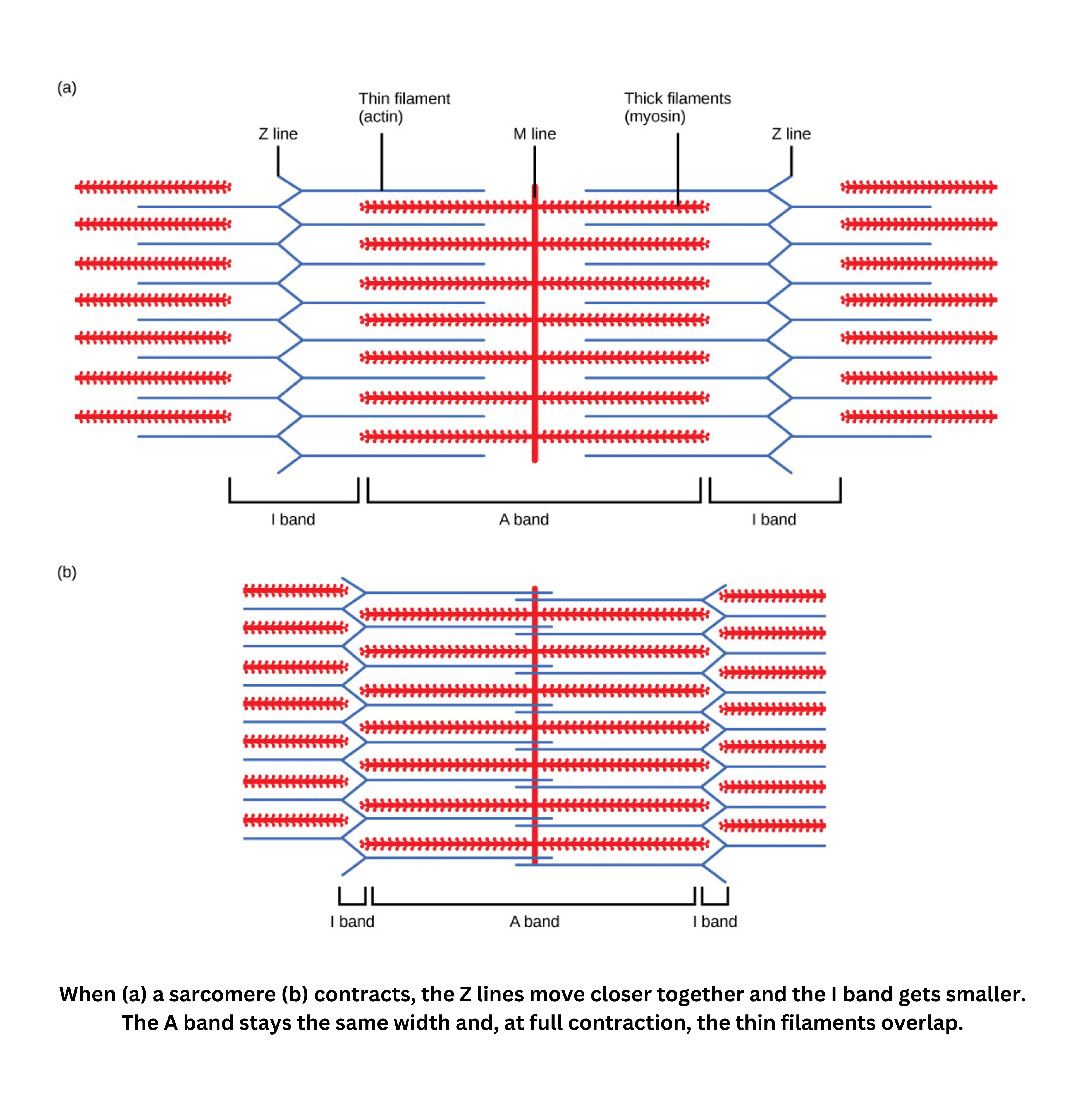 Sliding filament model showing sarcomere contraction and filament overlap