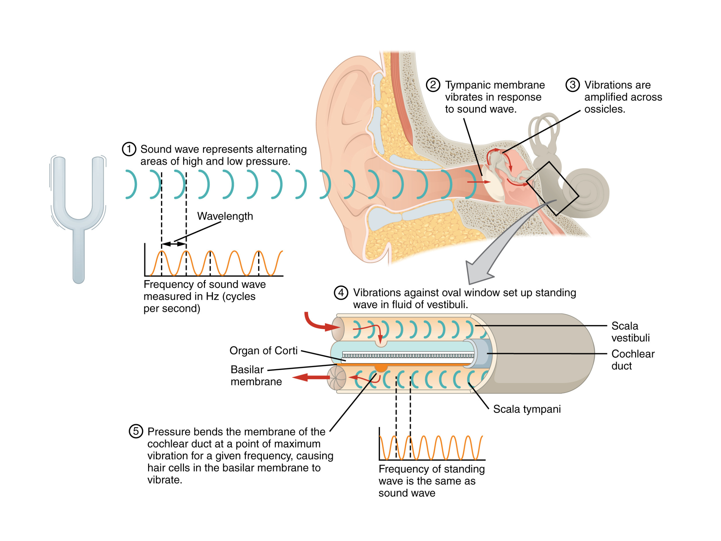 Sound wave transmission to cochlea