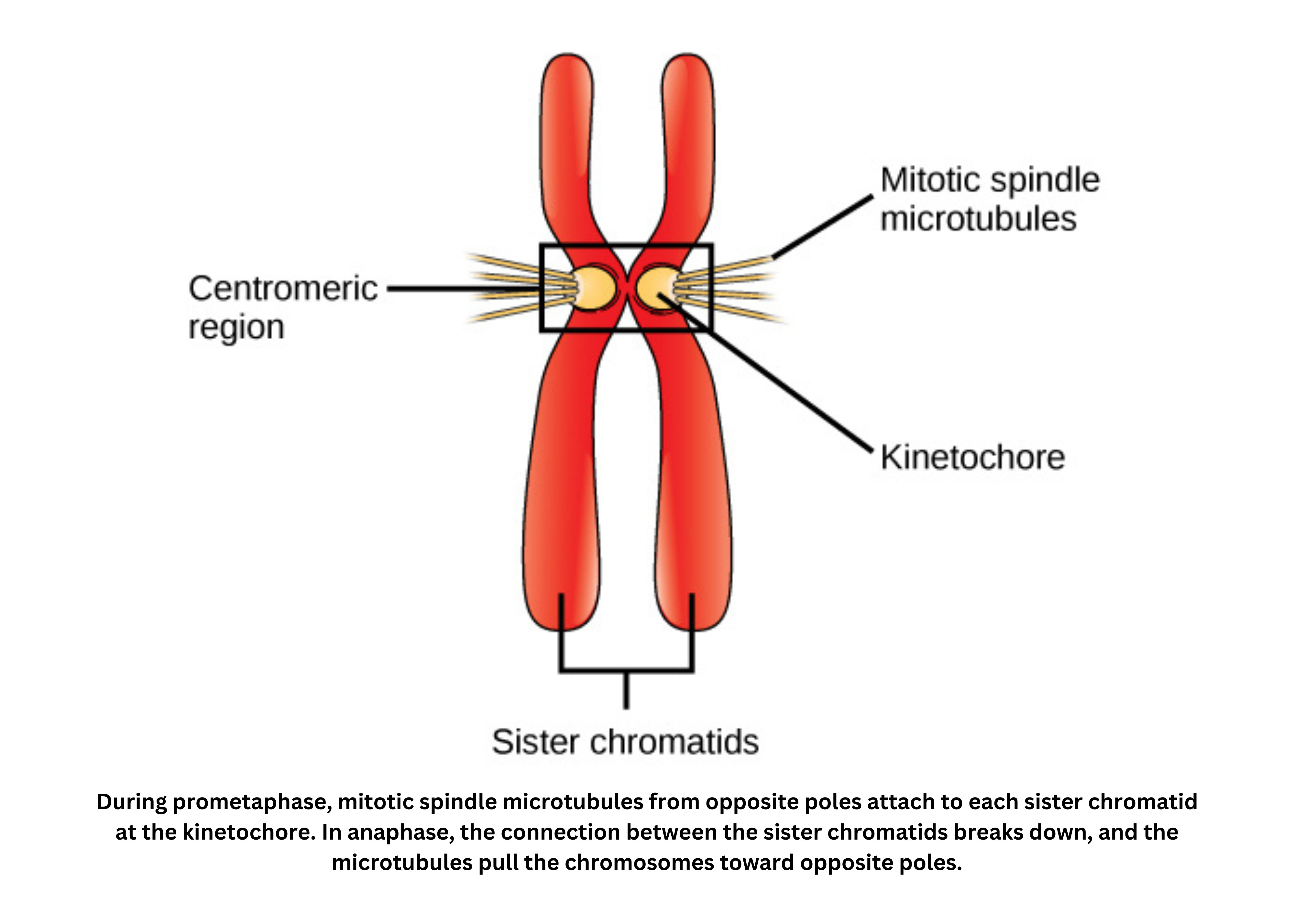 Spindle fibers attach to kinetochores on sister chromatids during prometaphase.
