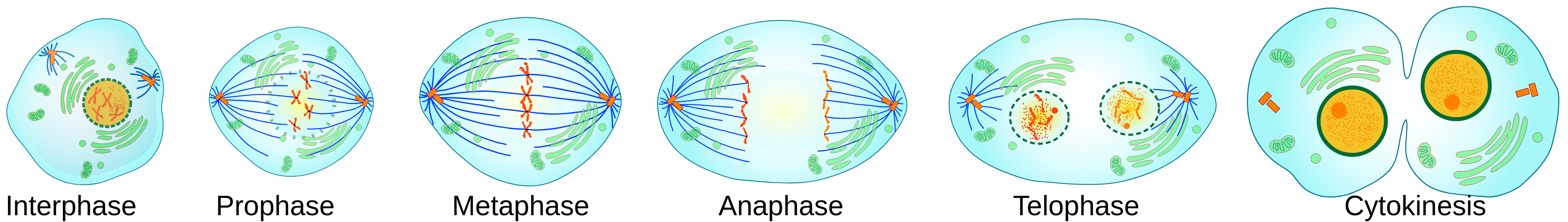 Steps of mitosis showing the sequence of stages in cell division