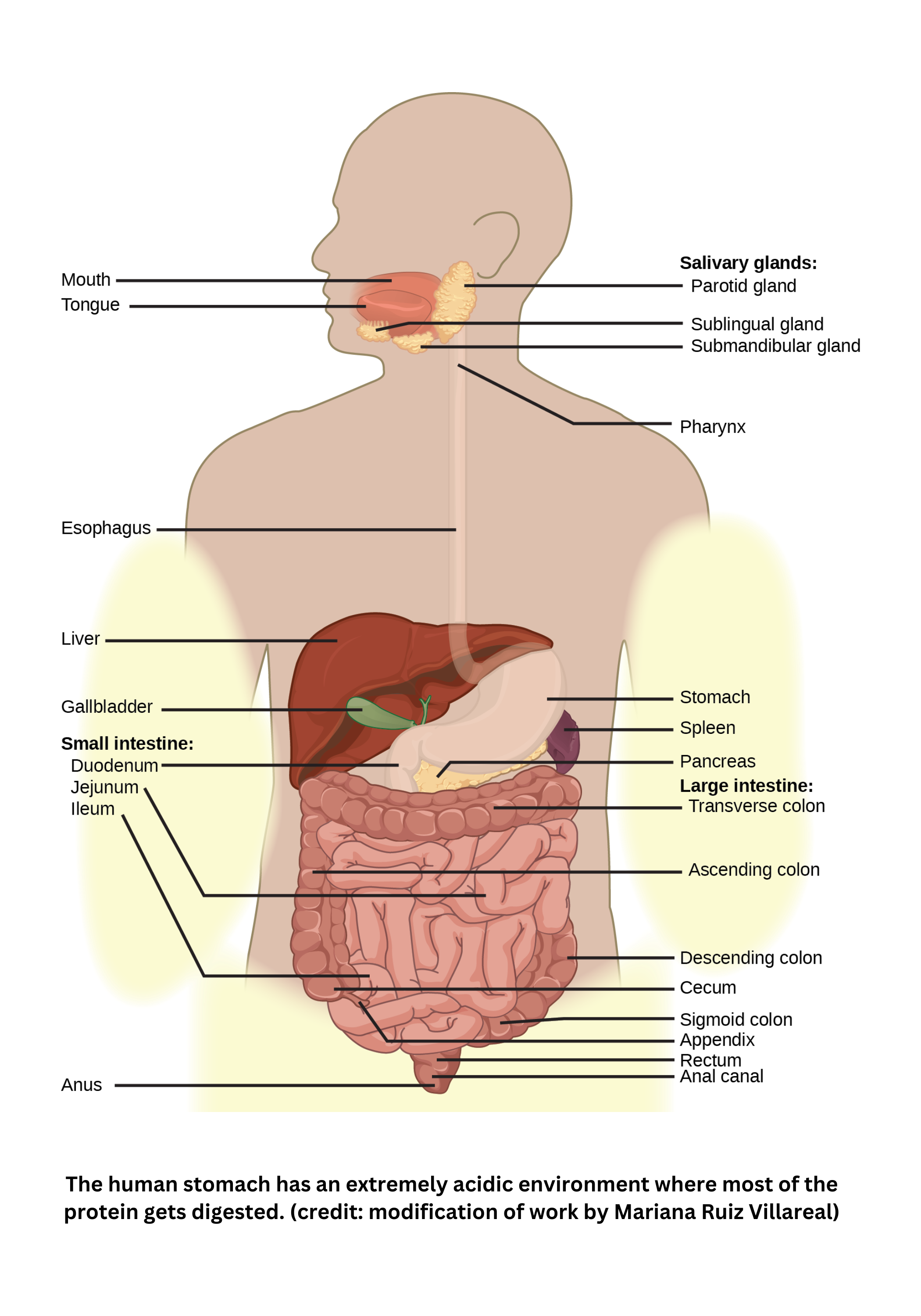 Structure and function of the stomach in digestion