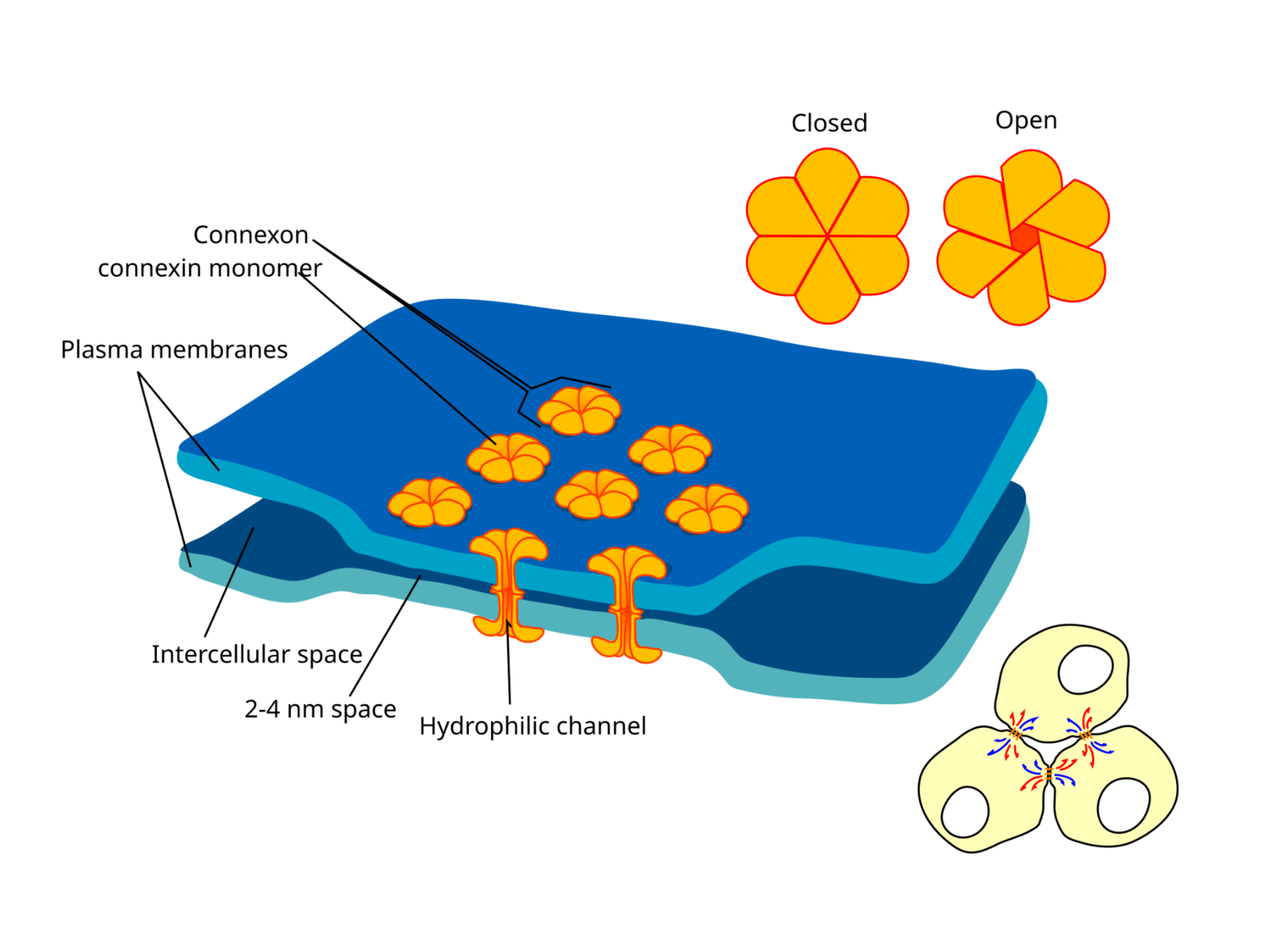 Structure of a gap junction connecting adjacent cells