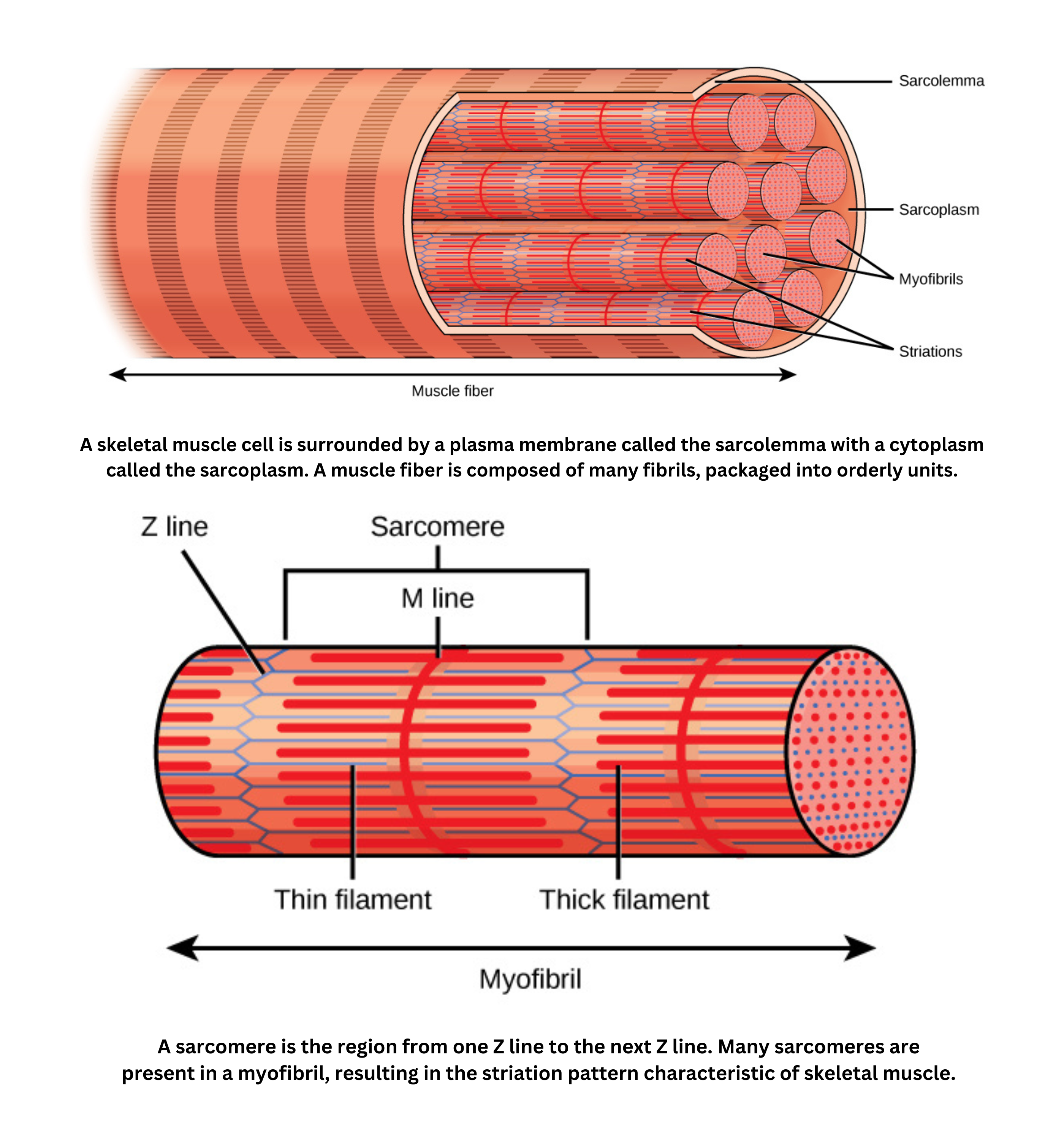Structure of a skeletal muscle fiber and its repeating sarcomere units