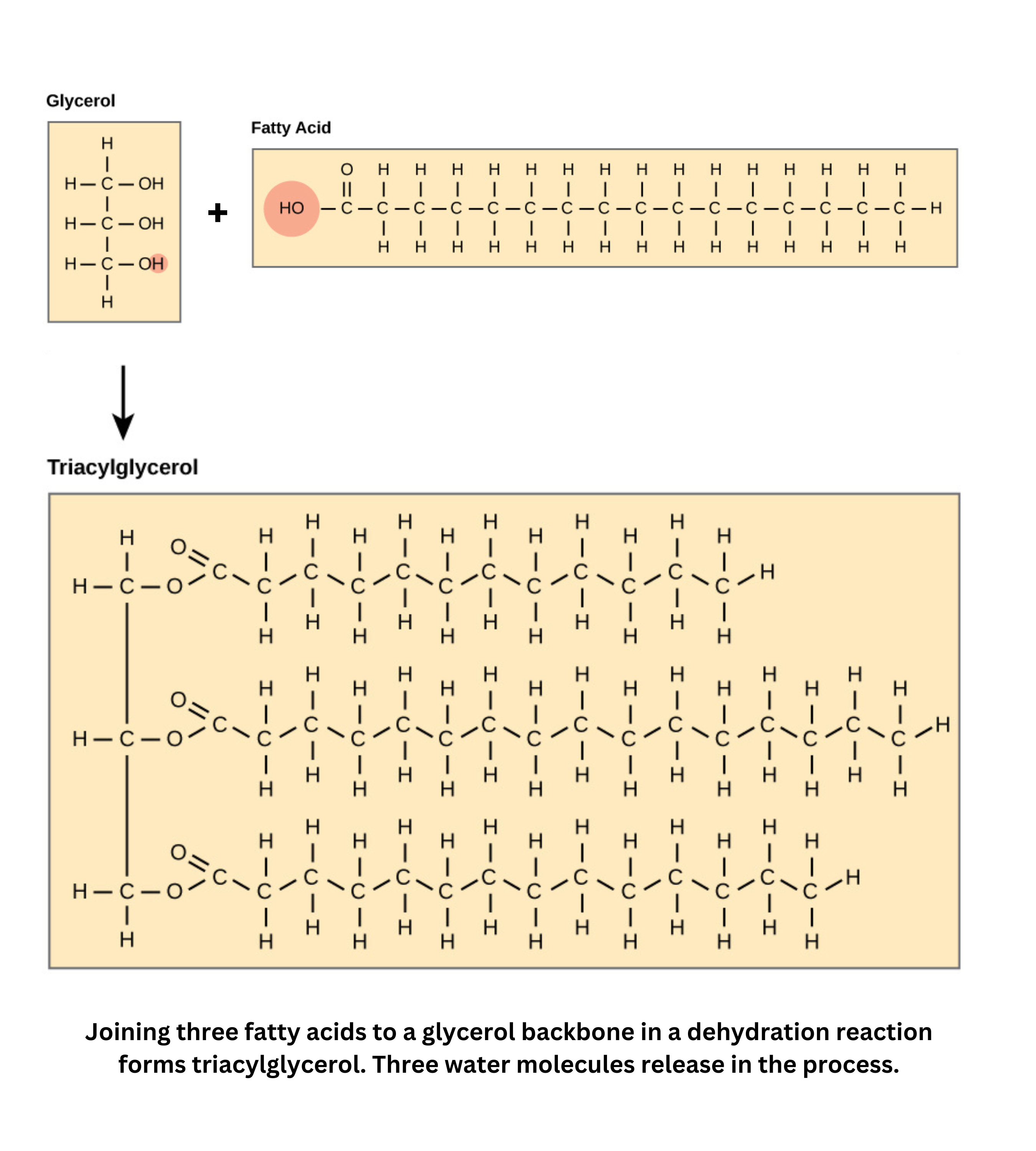 Structure of glycerol and fatty acids forming triacylglycerol