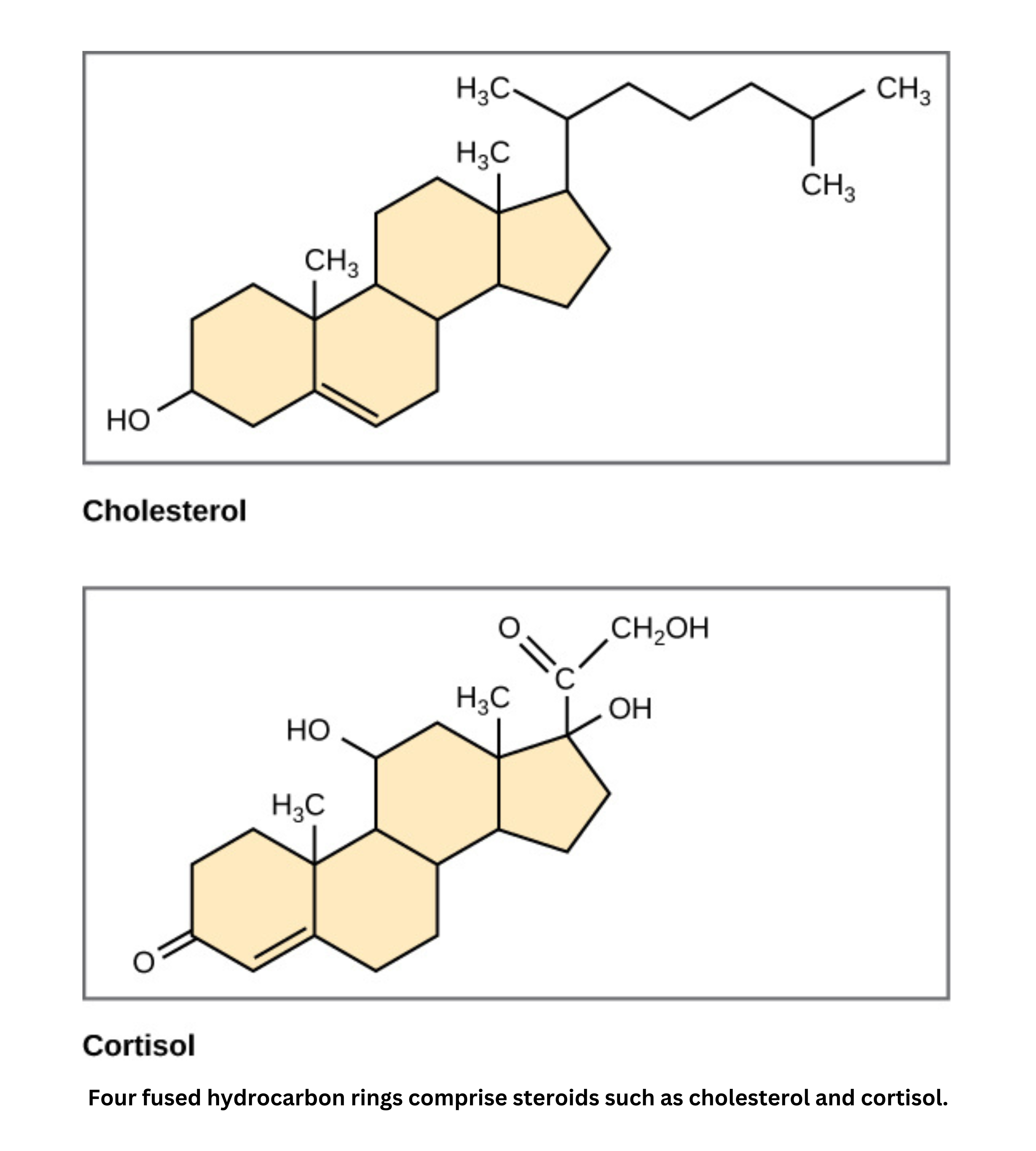 Structure of steroids showing fused rings in cholesterol and cortisol
