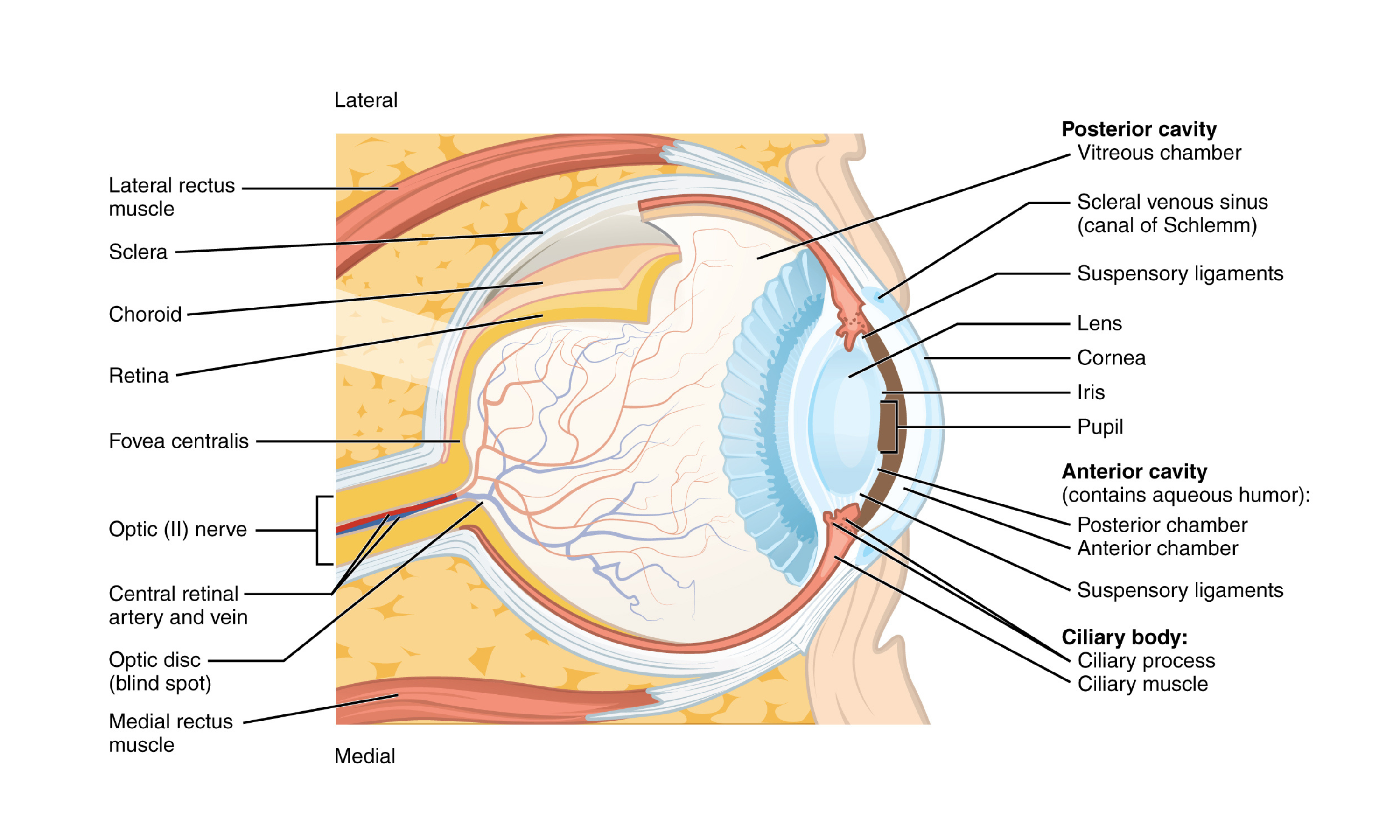 Structure of the eye