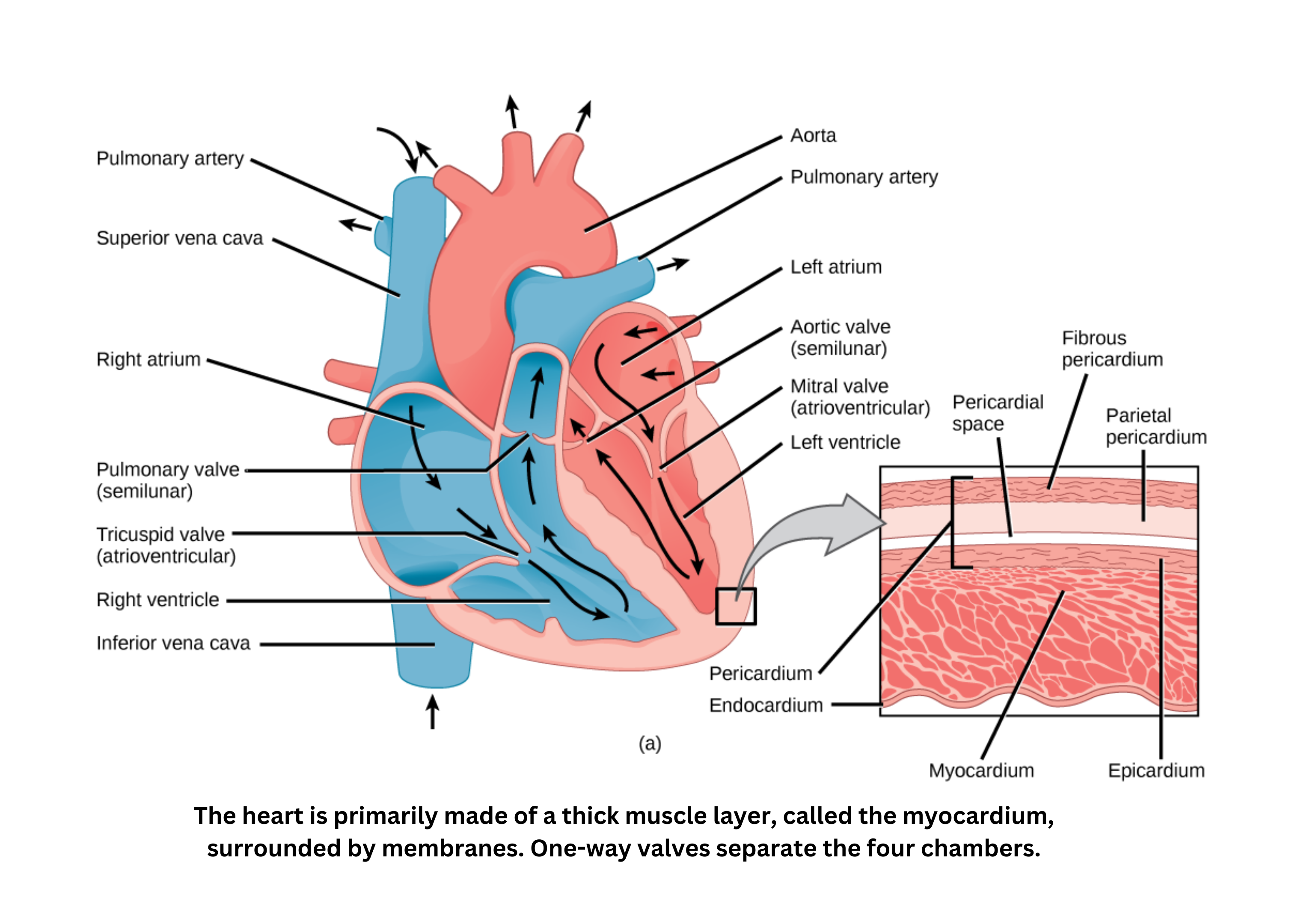Structure of the heart with chambers, valves, and blood vessels