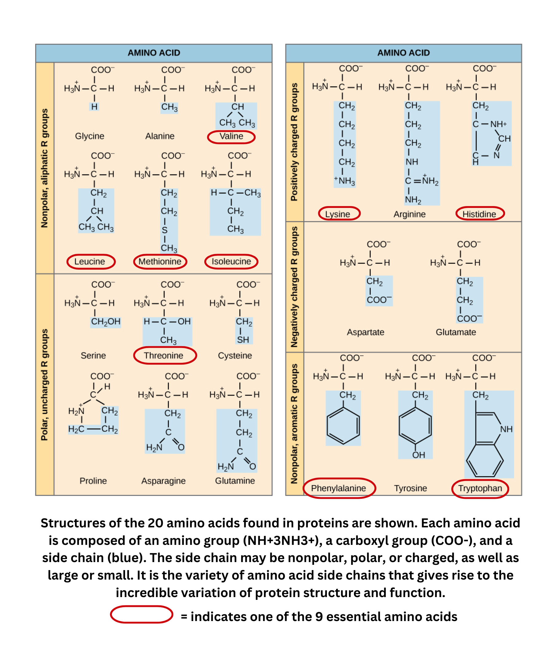 Structures of 20 amino acids and side chain properties