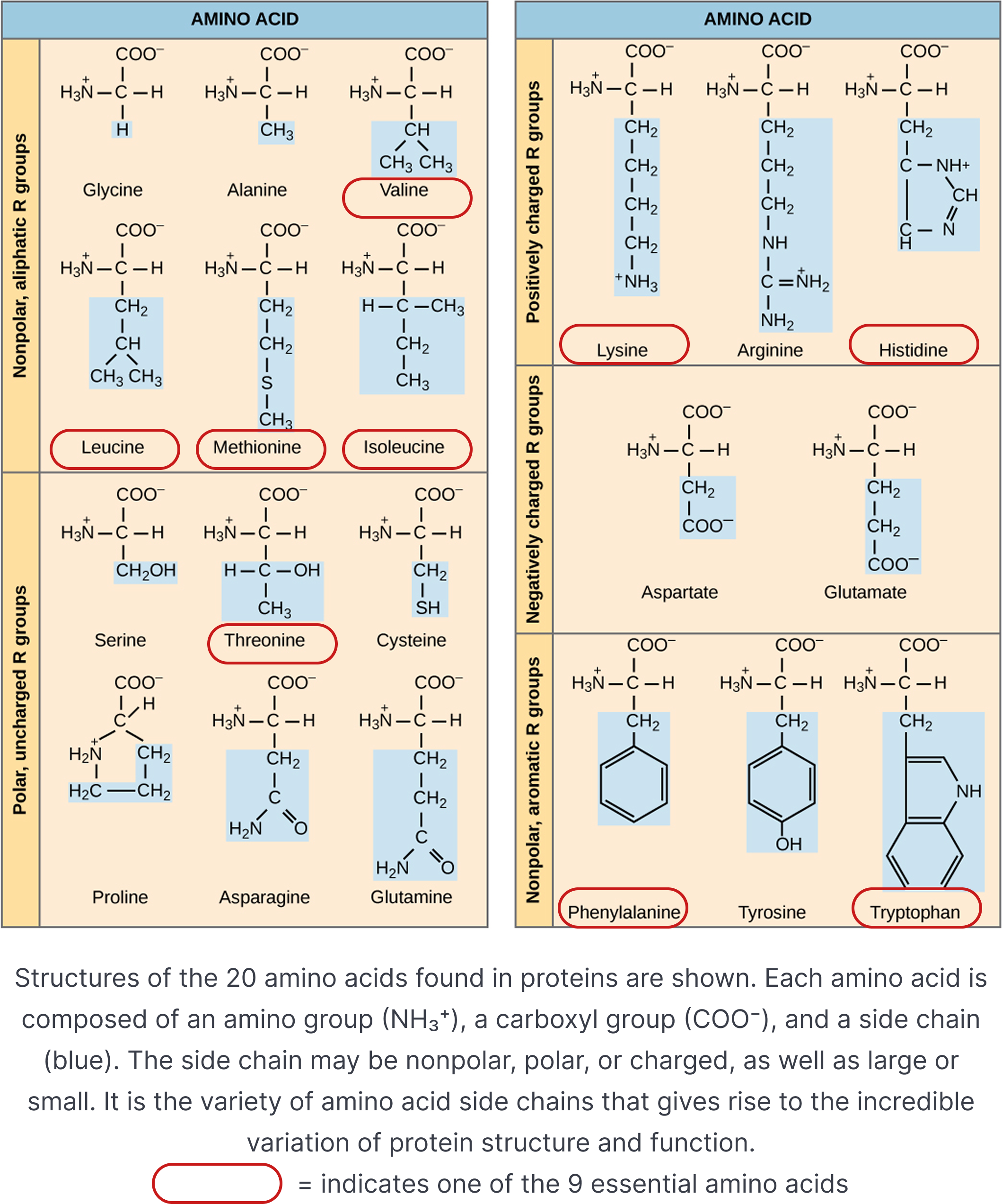 Structures of 20 amino acids and side chain properties