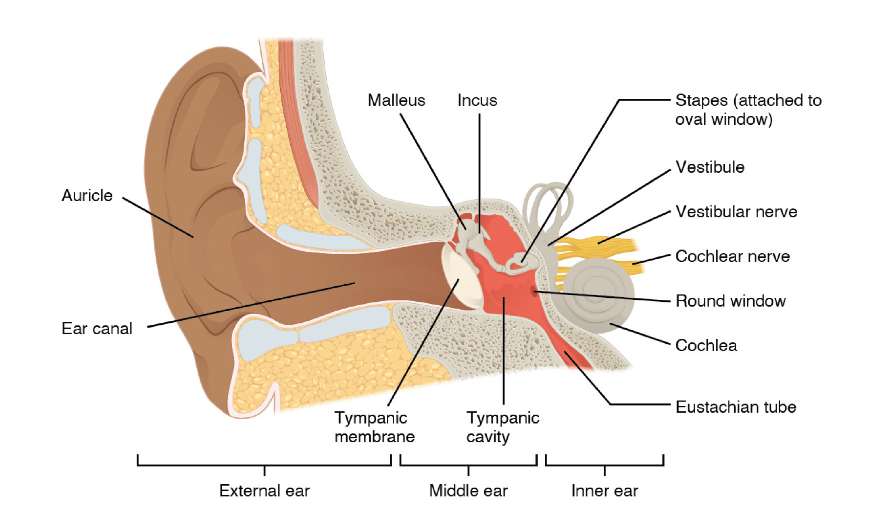 Structures of the ear