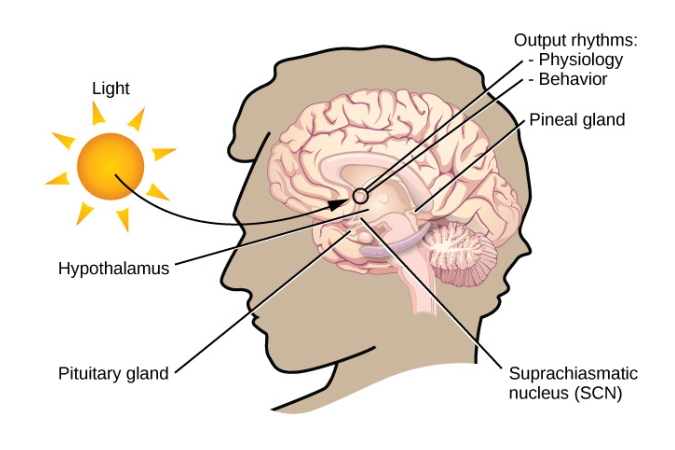 Suprachiasmatic nucleus and circadian rhythm brain clock
