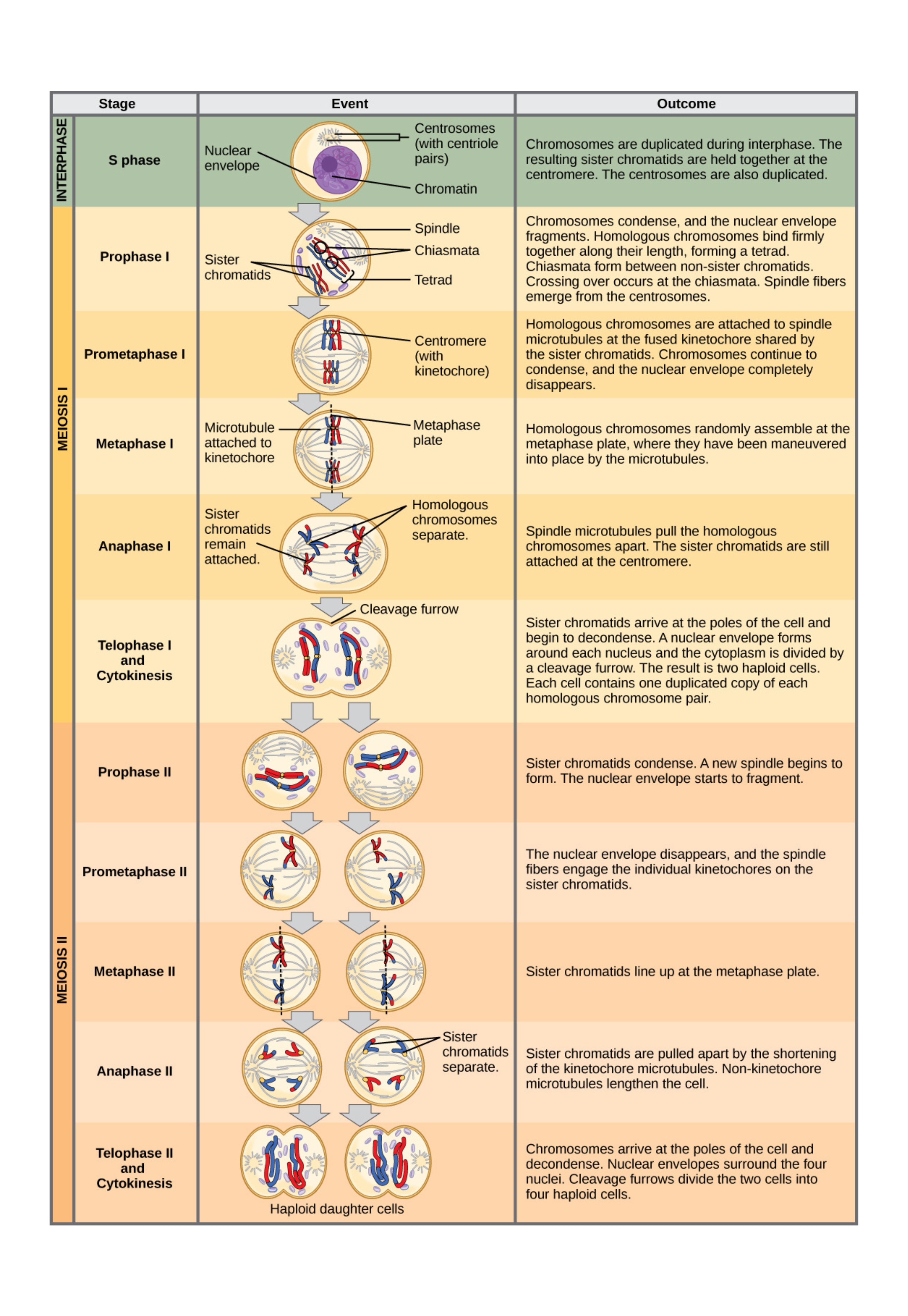 Telophase II and cytokinesis in meiosis showing four haploid daughter cells