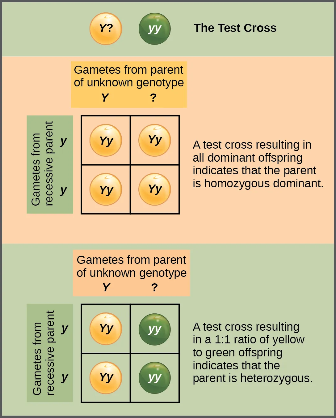 Test cross outcomes for a dominant phenotype