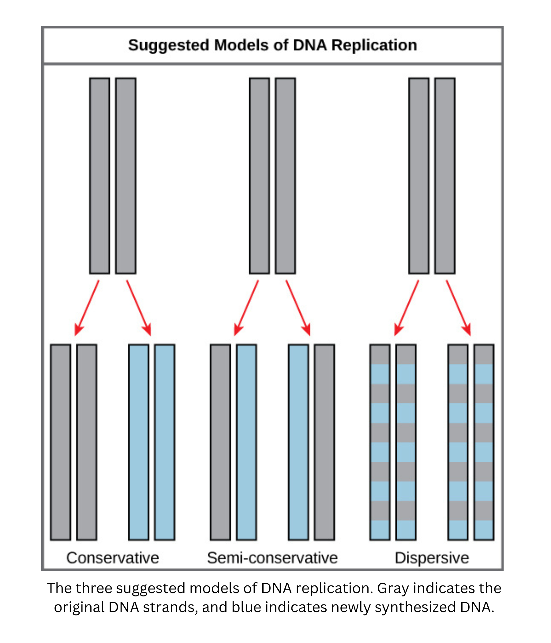 The three suggested models of DNA replication