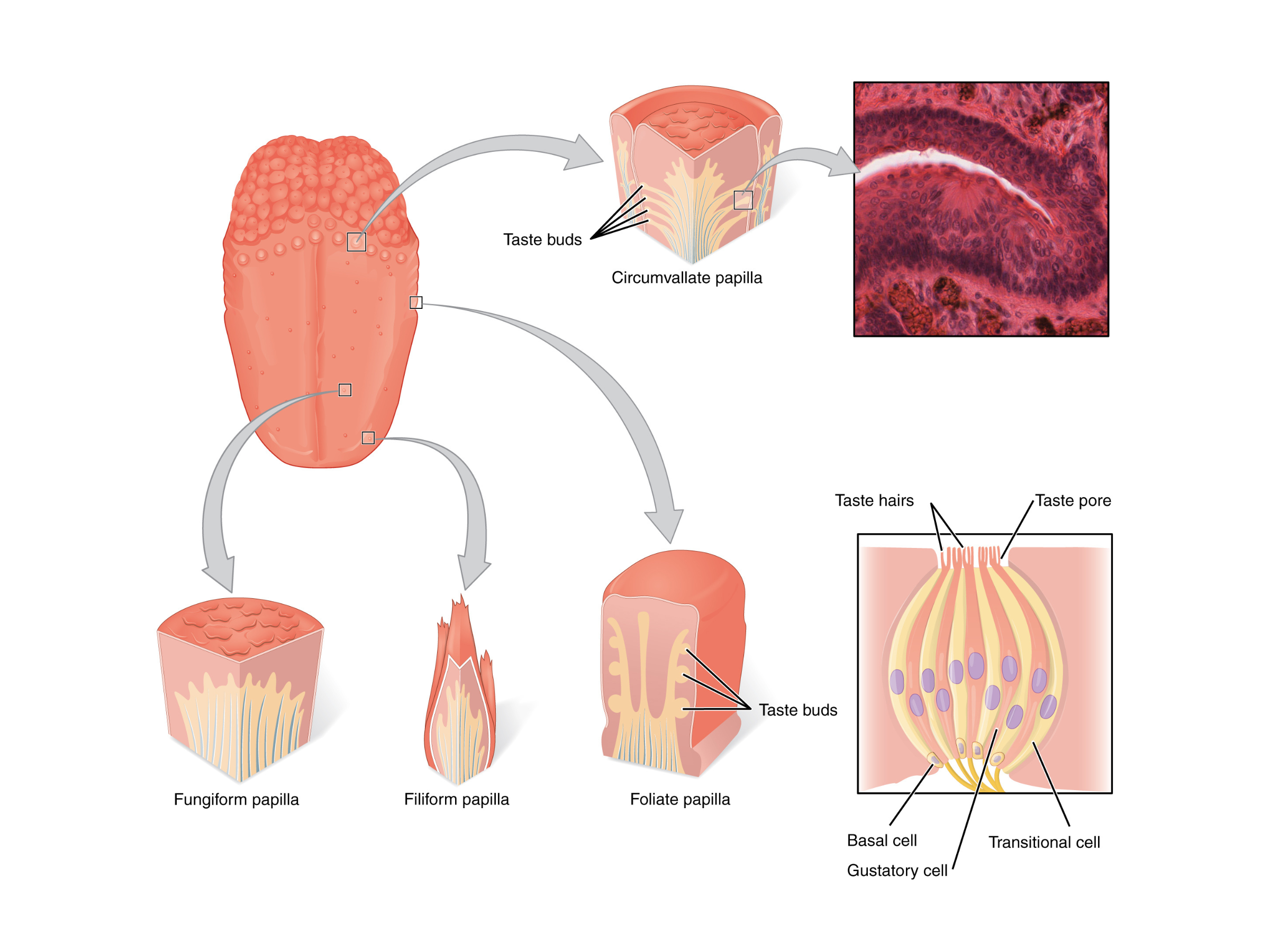 Tongue papillae and taste bud structure for gustation