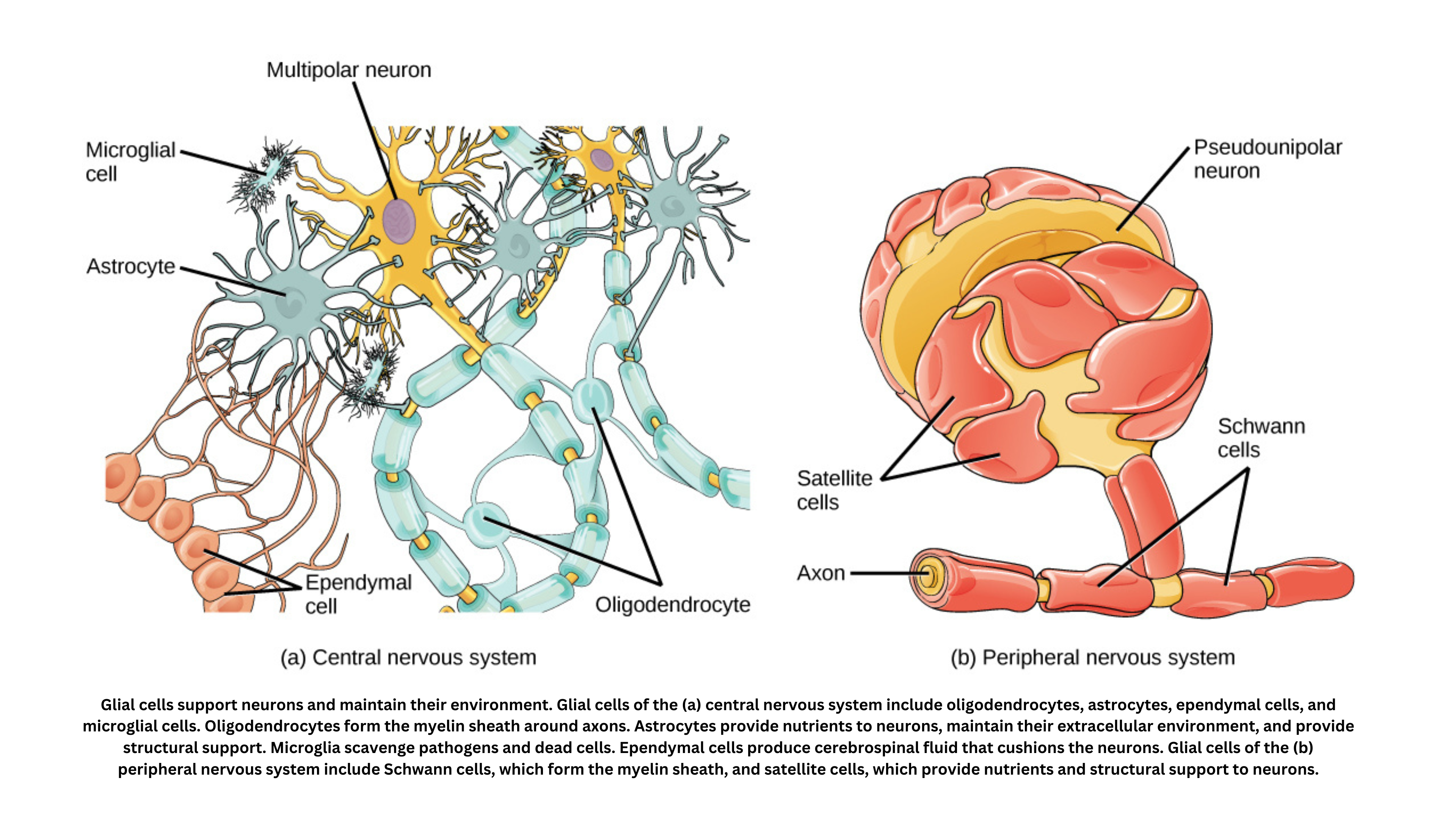 Types and functions of glial cells in the central and peripheral nervous systems