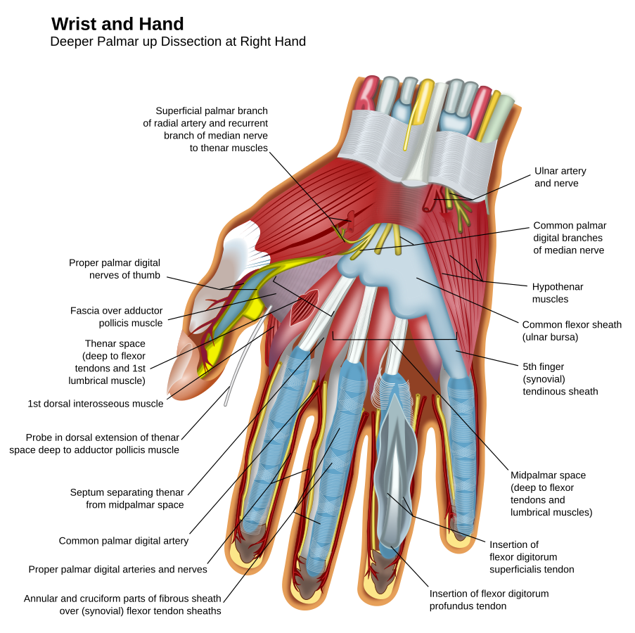 Anatomy of hand