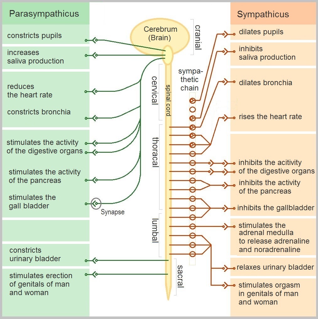 Autonomic nervous system