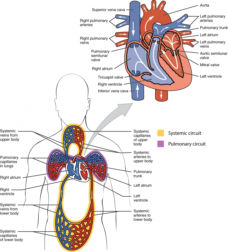 Blood flow of heart