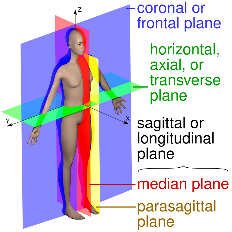 Body planes