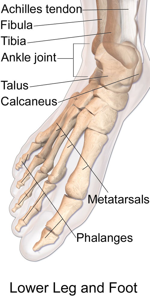 Bones of feet