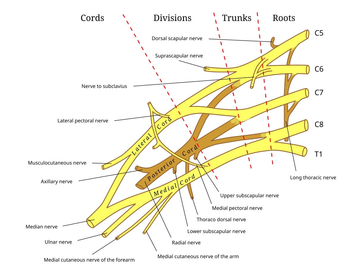 Brachial plexus