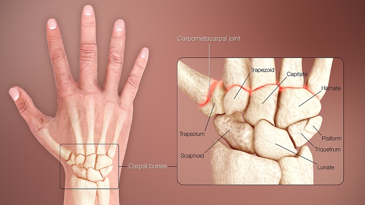 Carpal bones