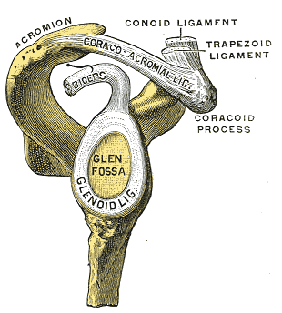 Coracoclavicular joint