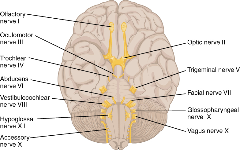 Cranial nerves