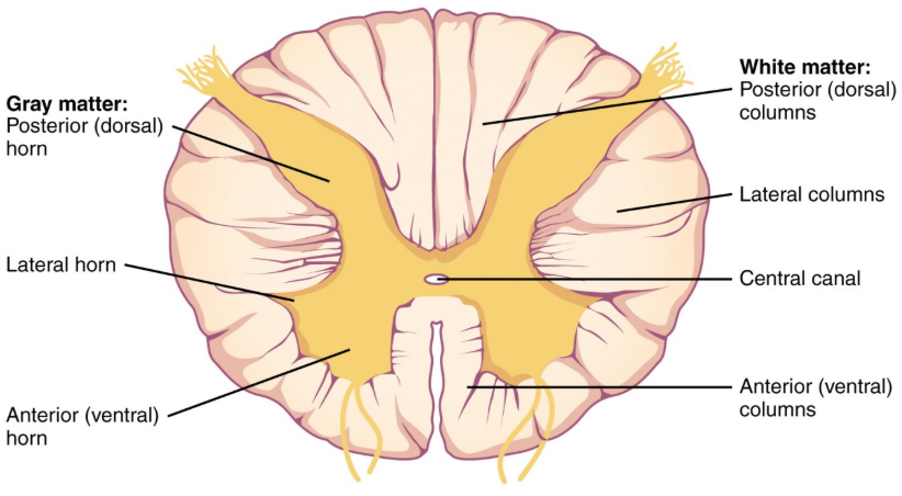 Cross section of spinal column