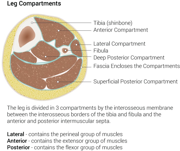 Cross-sectional view of lower leg