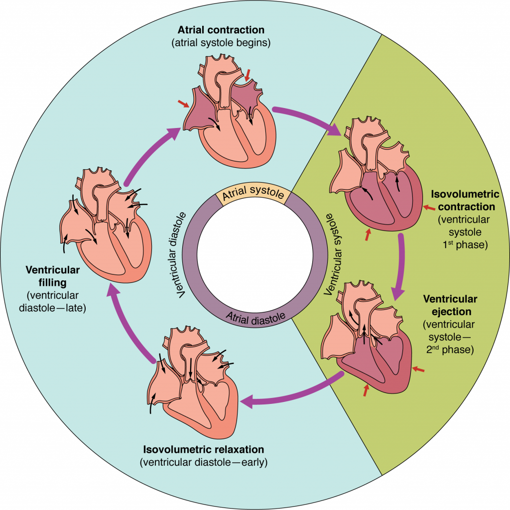 Cycle of heart