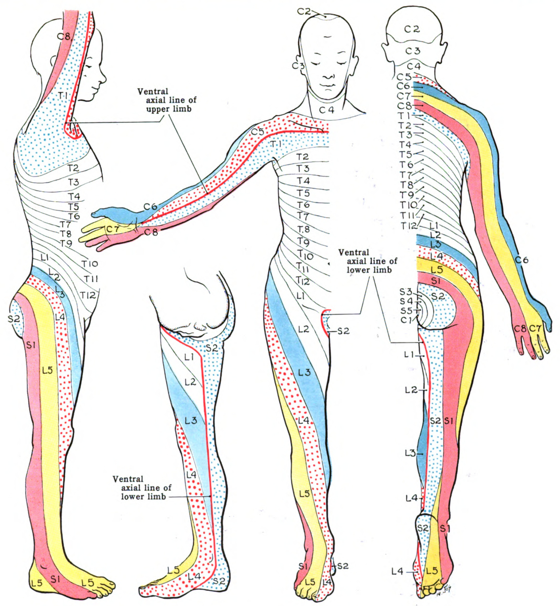 Dermatome chart