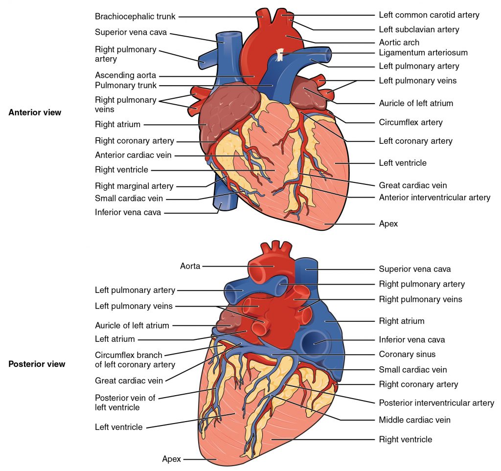Diagram of parts of heart