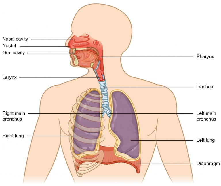 Diagram of pulmonary system