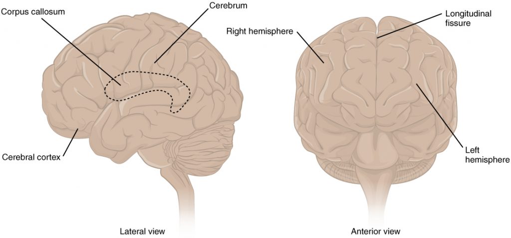 External features of brain